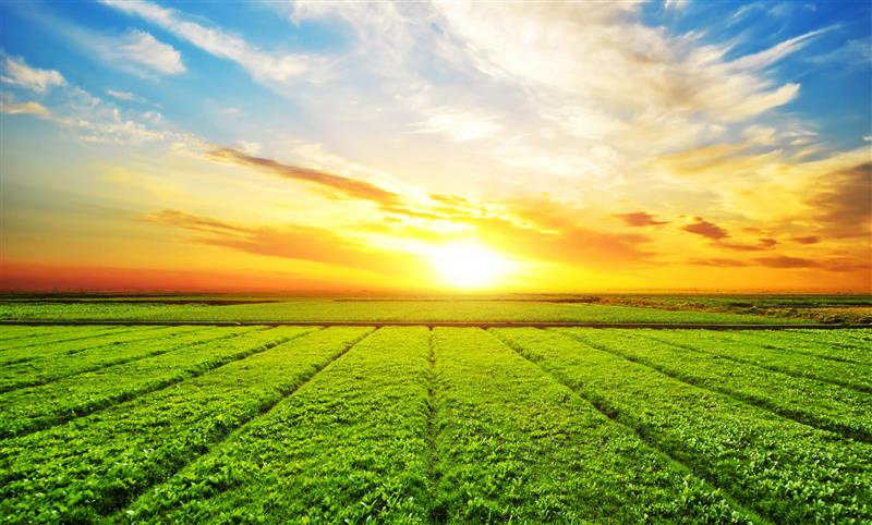 Glory Dayan Ltd: Your Committed Partner for Procurement in The Field of Agriculture