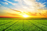 Agriculture